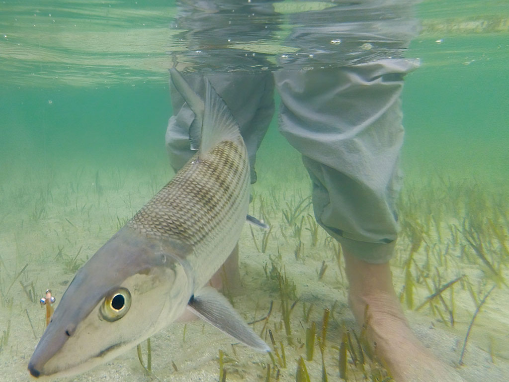 Belize-Bonefish-Saltwater-Trip Belize Bonefish Saltwater