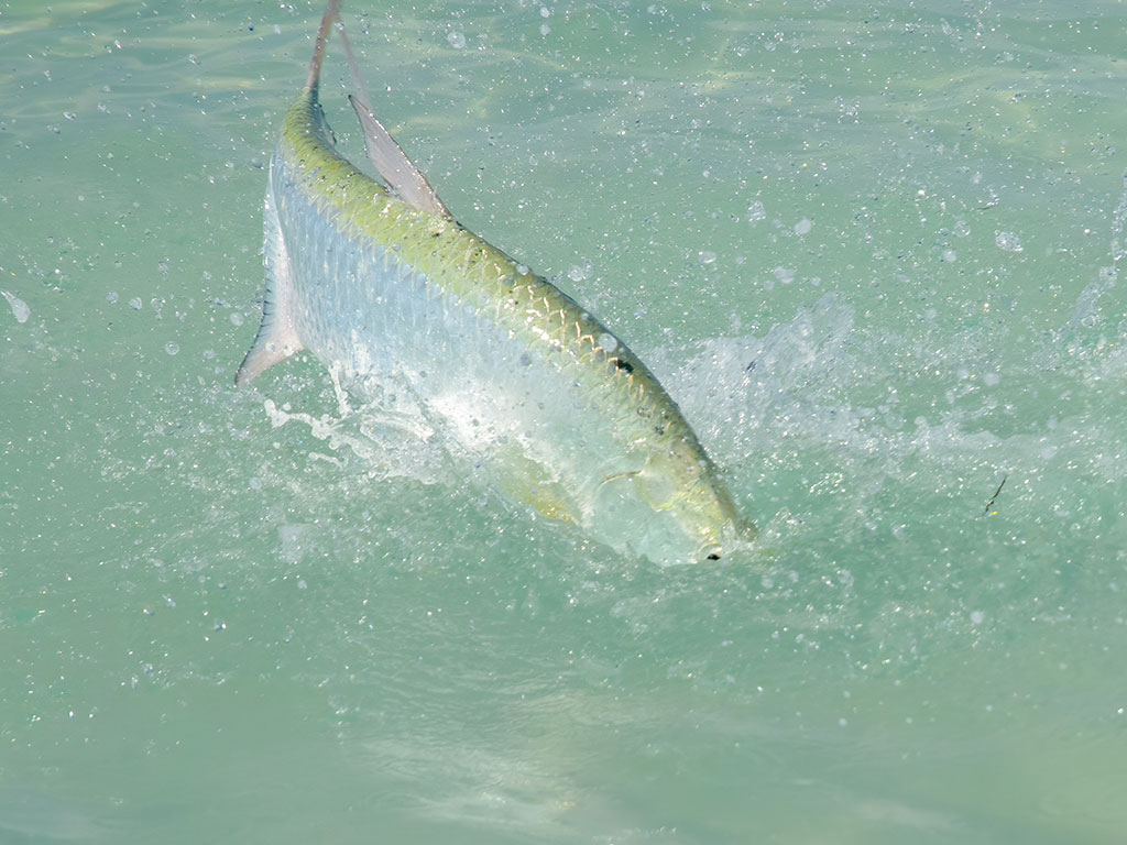 Tarpon-Quest-Landed